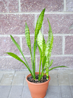 Potted plant Sansevieria