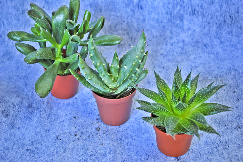 Potted plants Succulents 