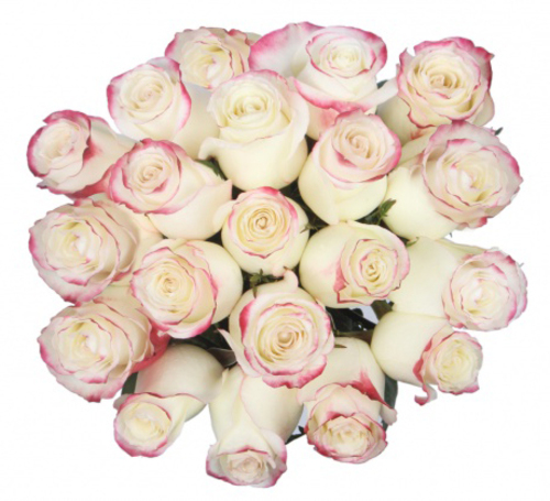 Bouquet of 15 White Pink Roses Sweetnees