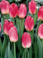 Bouquet of flowers "9 pink Tulips"