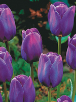 Bouquet of flowers "9 purple Tulips"