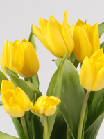 Bouquet of flowers "9 yellow Tulips"
