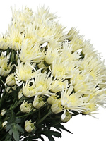 Bouquet of flowers 5 Spray White Сhrysanthemums