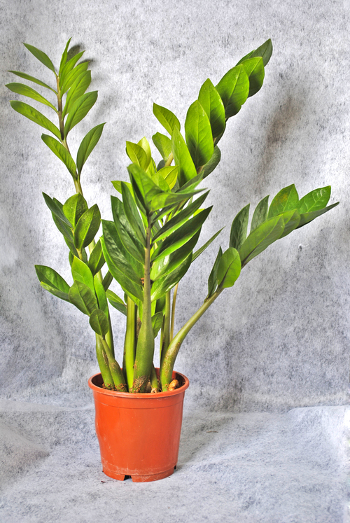 Potted plant Zamioculcas