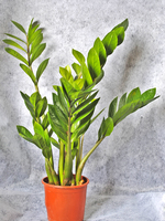 Potted plant Zamioculcas