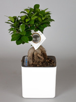 Potted plant Ficus Ginseng