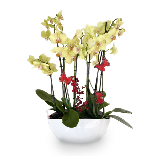 Composition of 3 royal orchids in a pot